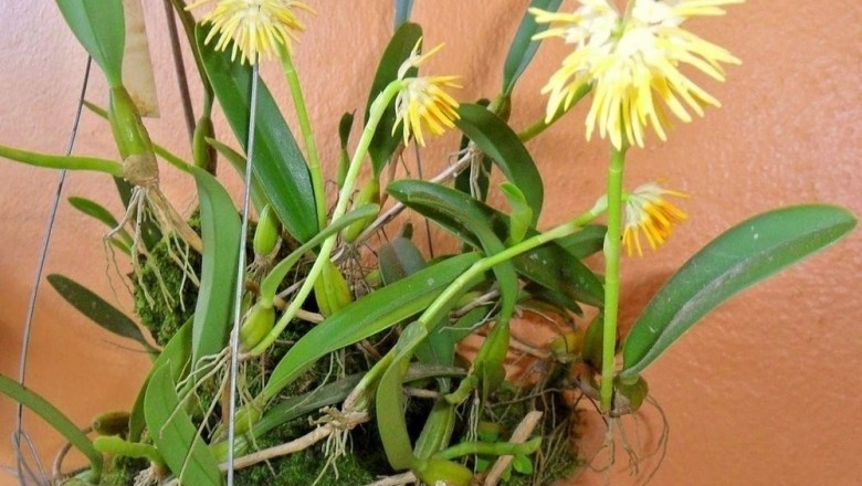 Cây Thạch đậu lan hoa dày. Bulbophyllum odoratissimum - Cây Thuốc Nam Quanh Ta